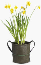 Langage-des-fleurs