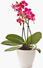 Sens-des-couleurs-de-l’orchidee