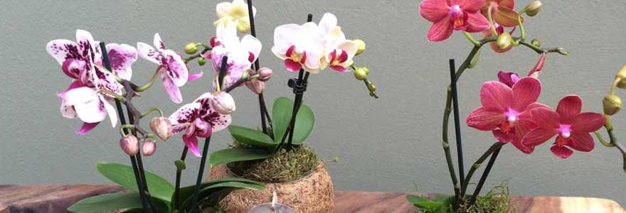 orchidées à prix pas cher