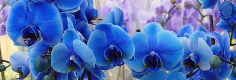 Comment couper les orchidées après la floraison