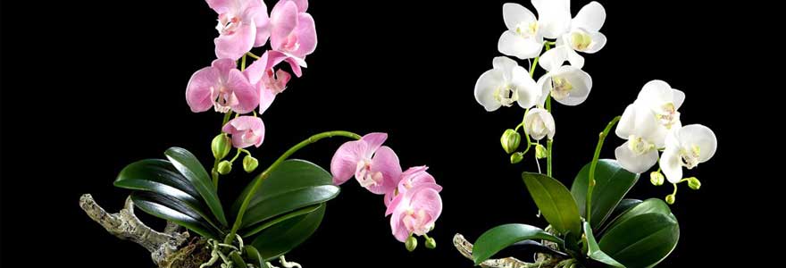 orchidées artificielles