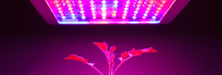 lampes Leds horticoles